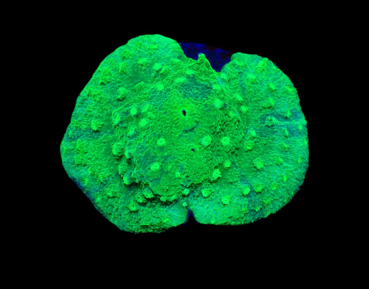 Astreopora spp. (Green) (frag)