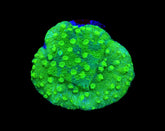 Astreopora spp. (Green) (frag)