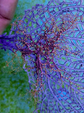 Astrophyton muricatum