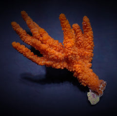 Axinella spp. (Tree Sponge)