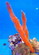 Axinella spp. (Tree Sponge)