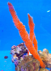 Axinella spp. (Tree Sponge)