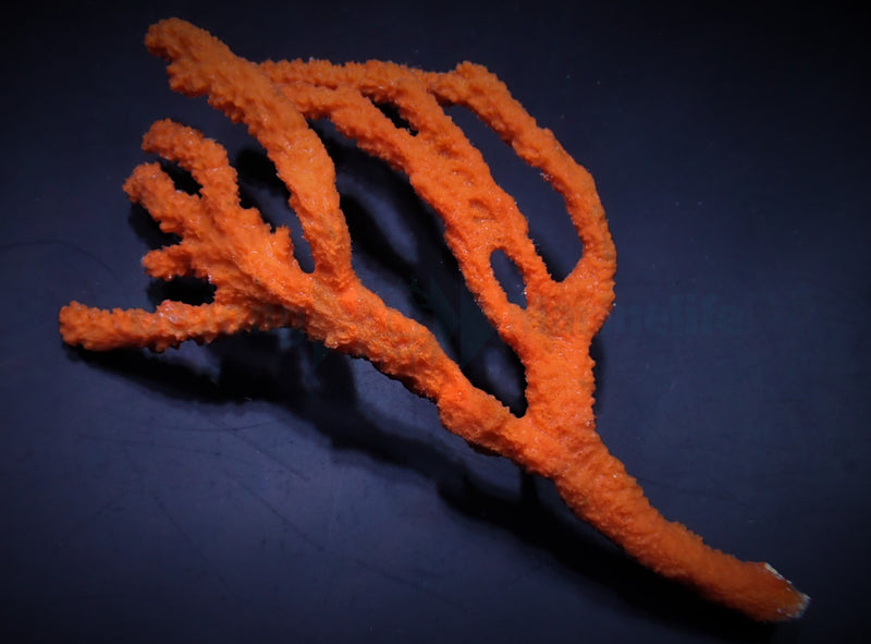 Axinella spp. (Tree Sponge)