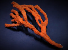 Axinella spp. (Tree Sponge)