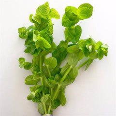 Bacopa lanigera in pot