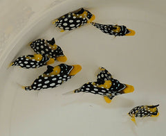 Balistoides conspicillum