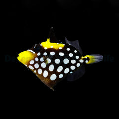 Balistoides conspicillum
