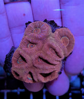 Barabattoia amicorum (Premium) (frag)