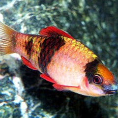 Barbus melanampyx ( Panda)