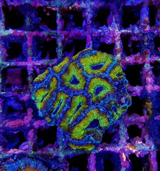 Acanthastrea lordhowensis (Green) (Premium) (frag)