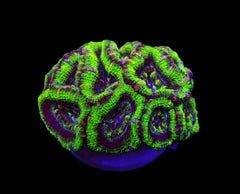 Acanthastrea lordhowensis (Green) (Premium) (frag)