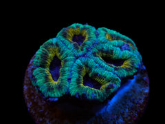 Acanthastrea lordhowensis (Green) (Premium) (frag)