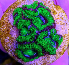 Acanthastrea lordhowensis (Green) (Premium) (frag)