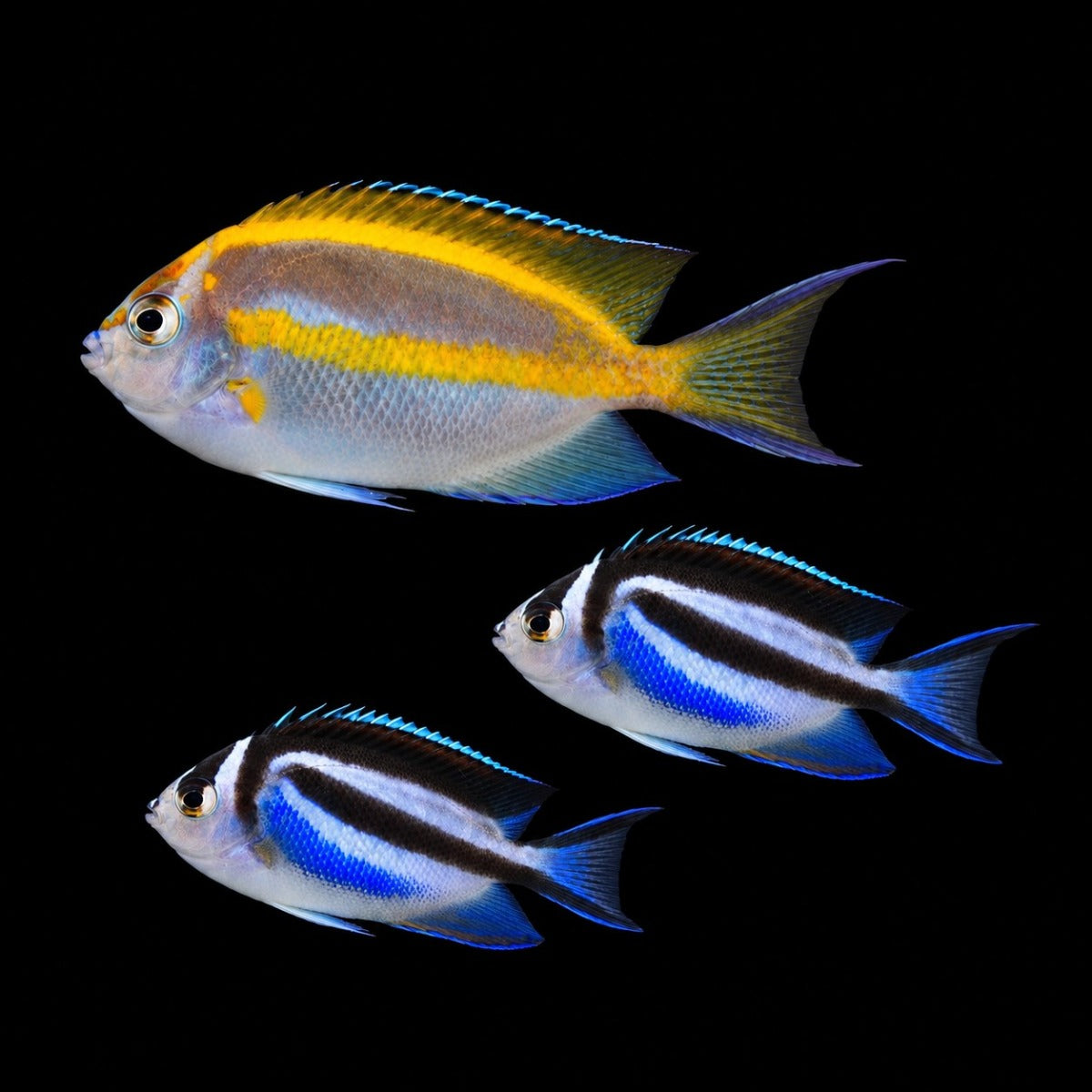 Genicanthus bellus (trio) - SC2A