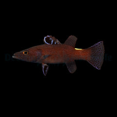 Belonoperca chabanaudi