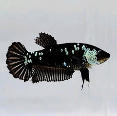 Betta black mamba female