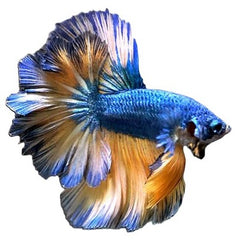 Betta splendens Betta bumblebee male