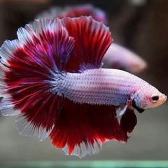 Betta splendens Betta flower tail