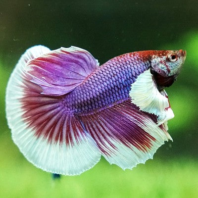 Betta man Halfmoon lavender