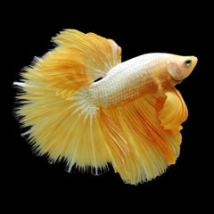 Betta man Halfmoon yellow dragon