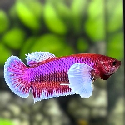 Betta lavender big ear female