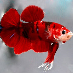 Betta splendens Betta koi vrouw L