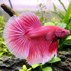 Betta man Halfmoon Pink Orchard