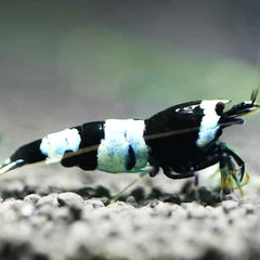Caridina sp. Black bee garnaal