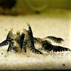 Neocaridina sp. Black tiger shrimp