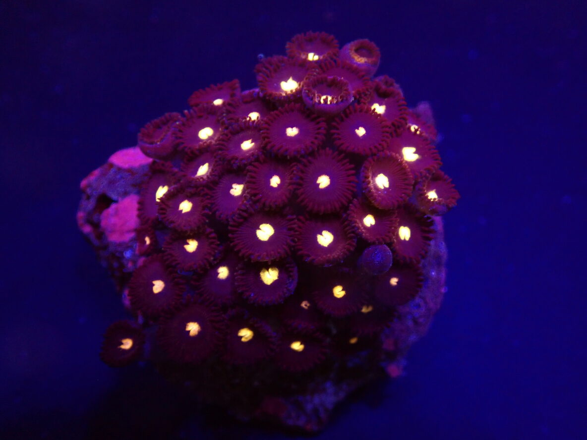 Zoanthus spp. (Black Hole Sun) (frag)