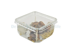 Blaptica Adult Tub - 15 pcs