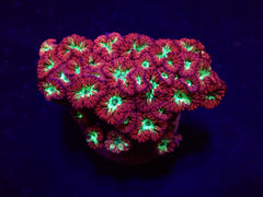 Blastomussa merletti (frag)