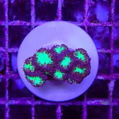 Blastomussa merletti (frag)