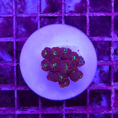 Blastomussa merletti (frag)