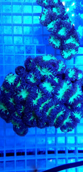 Blastomussa wellsi (Green) (8-9 hds.)