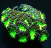 Blastomussa wellsi (Green) (4-5 hds.)