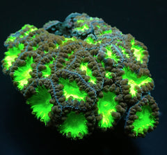 Blastomussa wellsi (Green) (8-9 hds.)