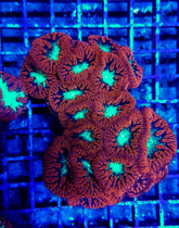 Blastomussa wellsi (Premium) (6-7 hds.)