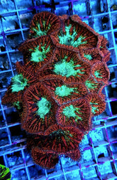 Blastomussa wellsi (Premium) (4-5 hds.)