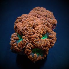 Blastomussa wellsi (Premium) (13-14 hds.)