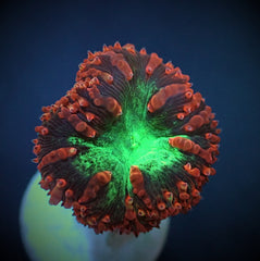 Blastomussa wellsi (Premium) (2 hds.) (frag)