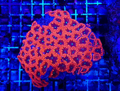 Blastomussa wellsi (Red) (6-7 hds.)