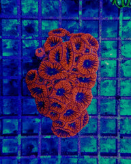 Blastomussa wellsi (Red) (8-9 hds.)