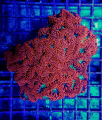 Blastomussa wellsi (Red) (4-5 hds.)