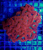 Blastomussa wellsi (Red) (10-12 hds.)
