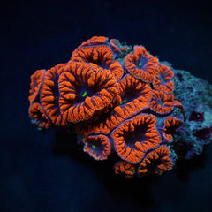 Blastomussa wellsi (Red) (6-7 hds.)