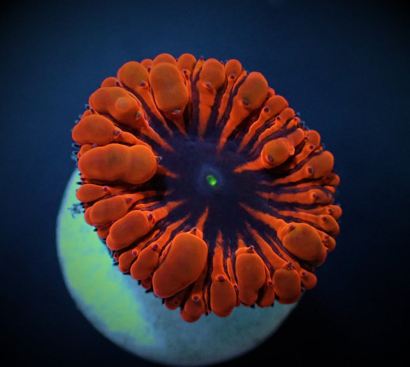 Blastomussa wellsi (Red) (1 hd.) (frag)