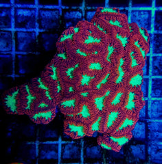 Blastomussa wellsi (Ultra) (15-17 hds.)