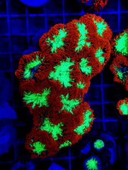 Blastomussa wellsi (Ultra) (15-17 hds.)