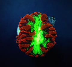 Blastomussa wellsi (Ultra) (2 hds.) (frag)